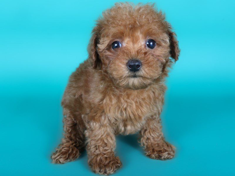 [#15085] Red Female Toy Poodle Puppies For Sale #3