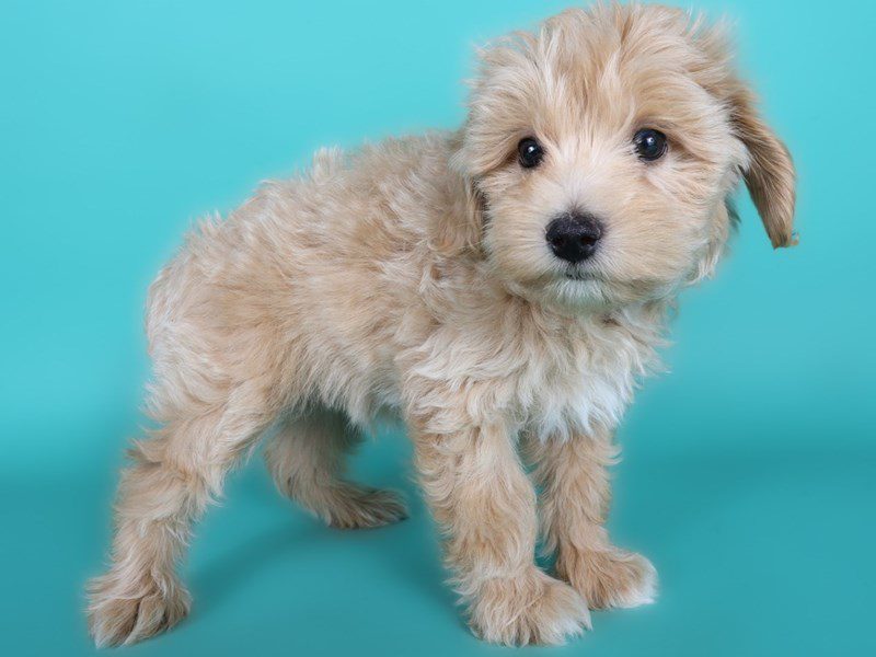 [#15097] Apricot Male Aussiepoo Puppies For Sale #3