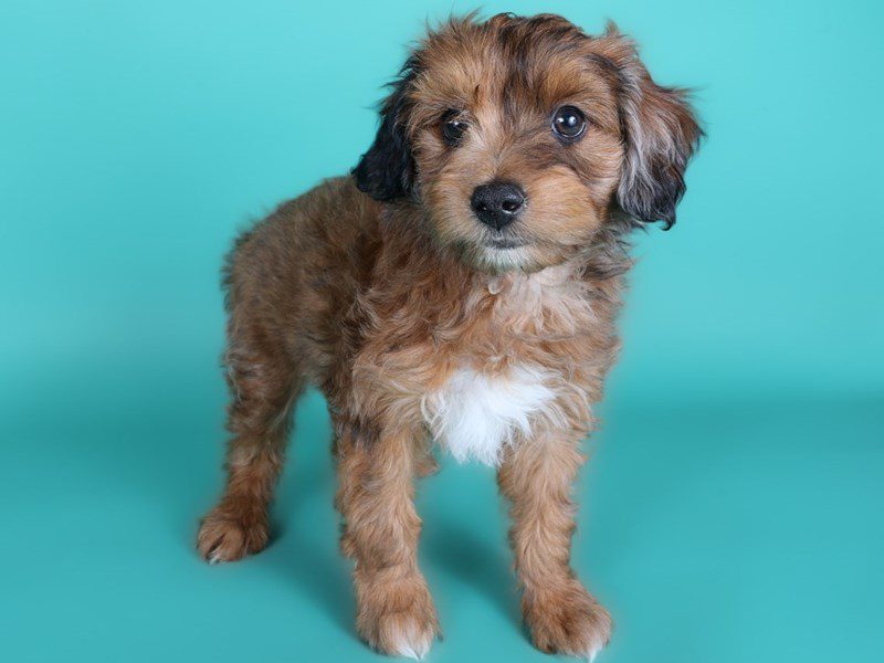 [#15098] Blue Merle Male Aussiepoo Puppies For Sale #3