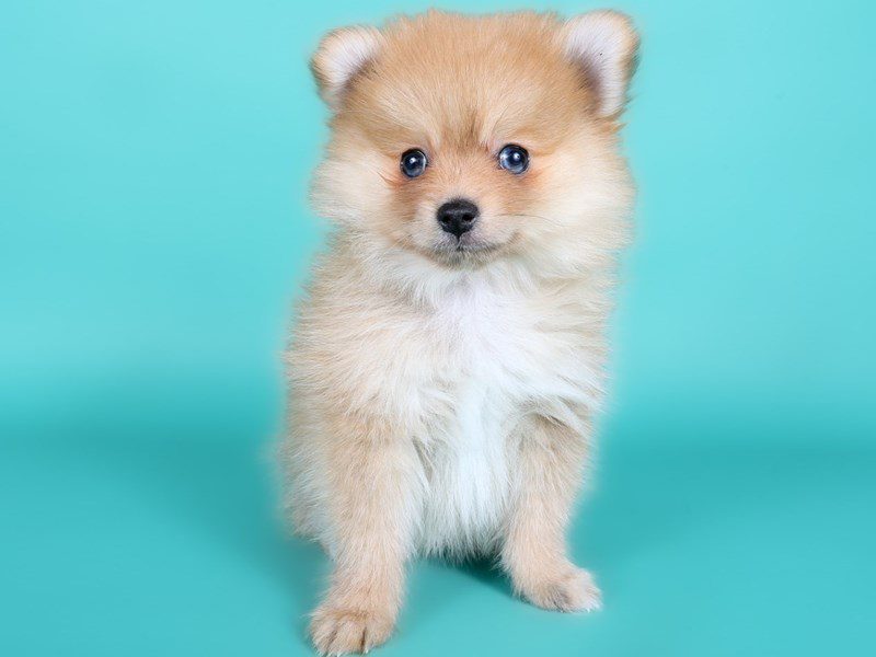 [#15099] Orange Male Pomeranian Puppies For Sale #2