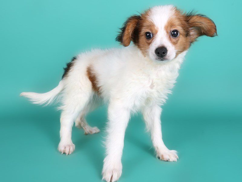[#15101] Sable & White Male Papillon Puppies For Sale #2