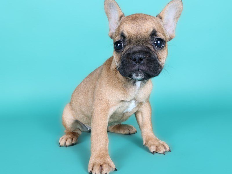[#15102] Fawn Female French Bulldog Puppies For Sale #2