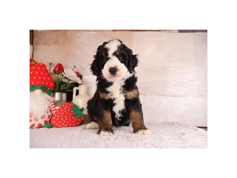[#15105] Tri-Colored Male Miniature Bernedoodle Puppies For Sale #2