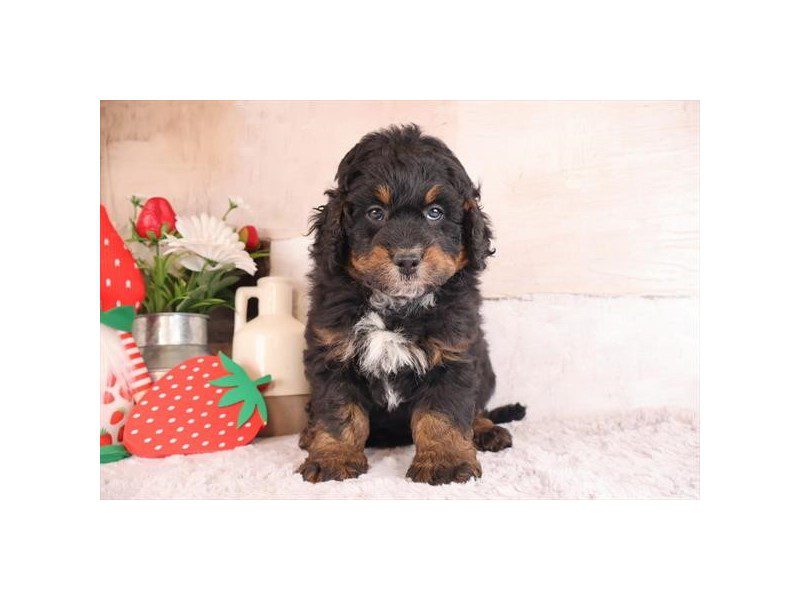 [#15106] Tri-Colored Male Miniature Bernedoodle Puppies For Sale #2
