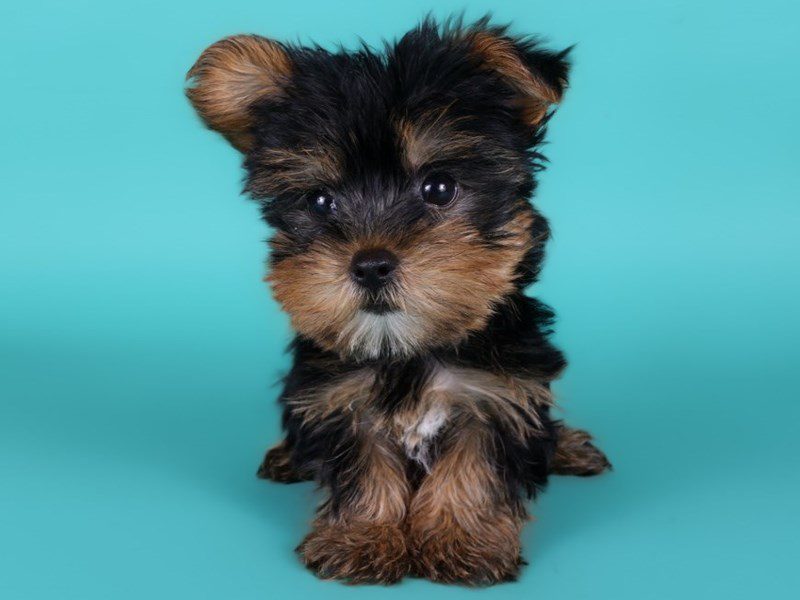 [#15103] Black / Gold Female Yorkshire Terrier Puppies For Sale #3