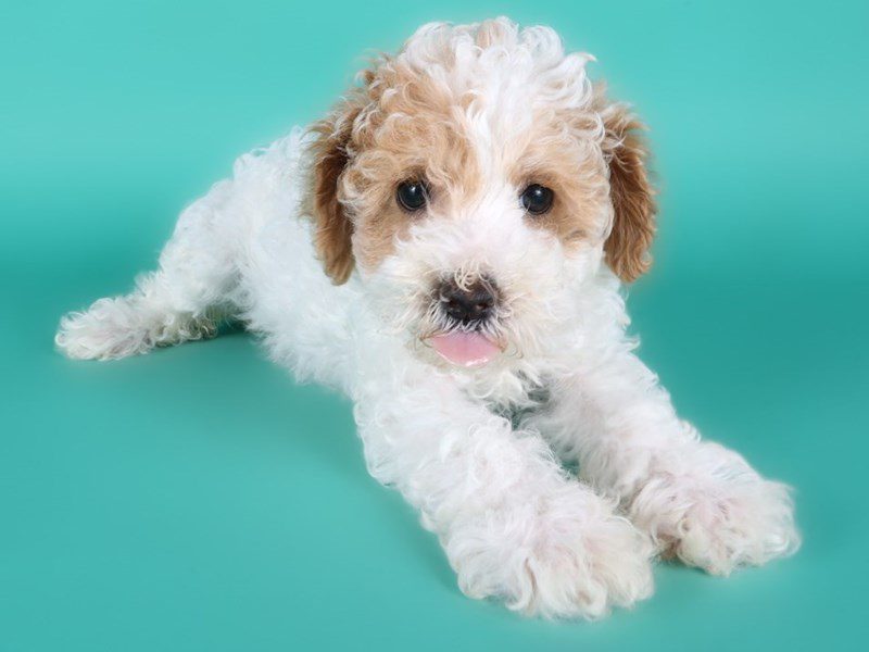Miniature Poodle in Herndon, VA