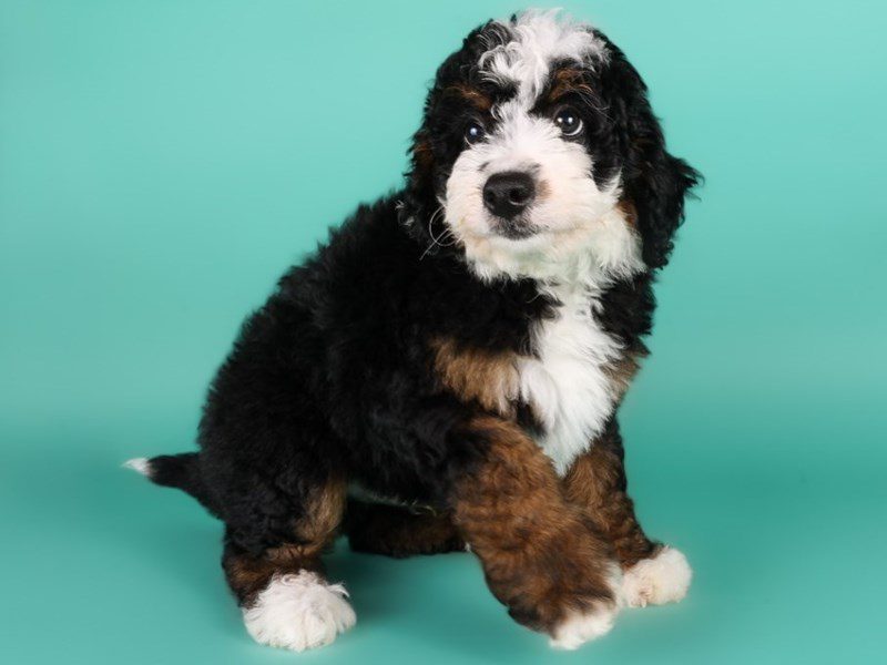[#15105] Tri-Colored Male Miniature Bernedoodle Puppies For Sale #3