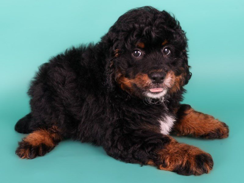 [#15106] Tri-Colored Male Miniature Bernedoodle Puppies For Sale #3