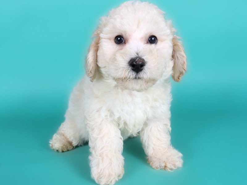 [#15108] Cream Male Poochon Puppies For Sale #2