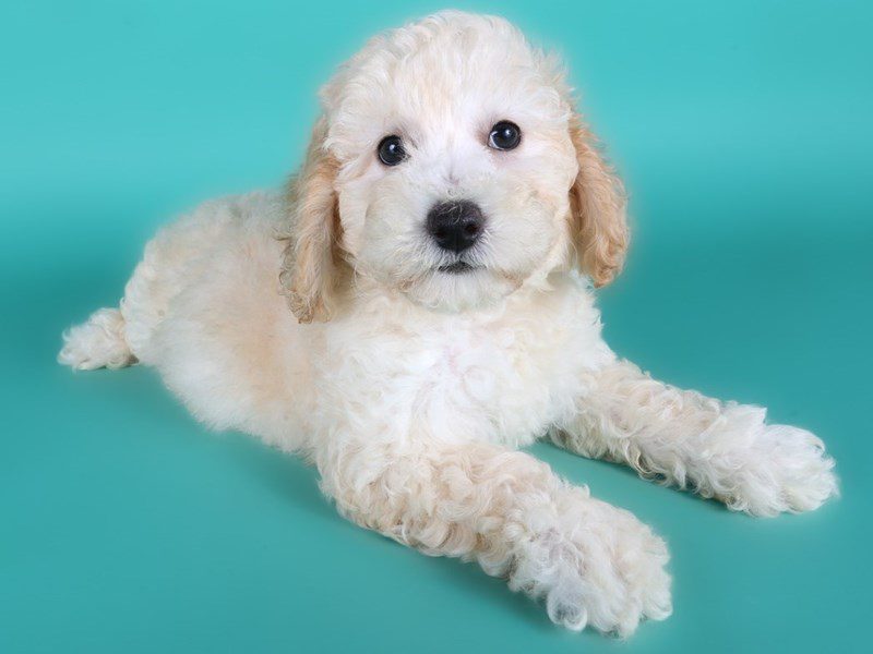[#15109] Cream Female Poochon Puppies For Sale #2