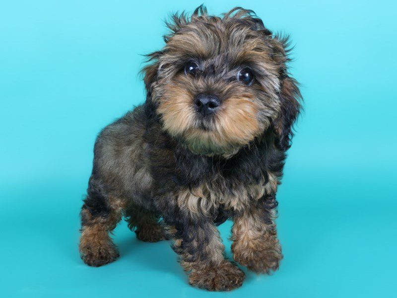 Yorkiepoo in Leesburg, VA
