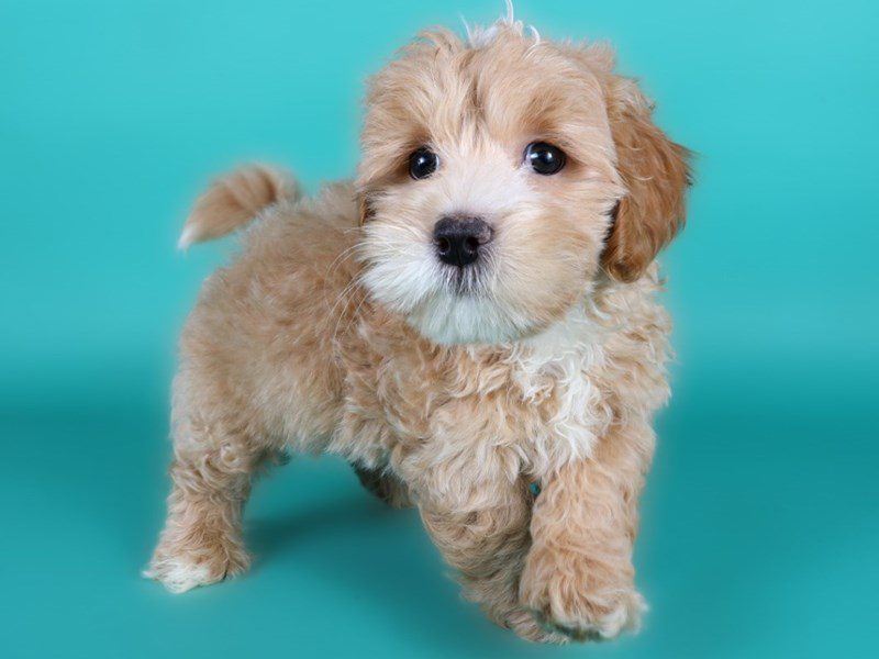[#15110] Cream Male Lhasapoo Puppies For Sale #2