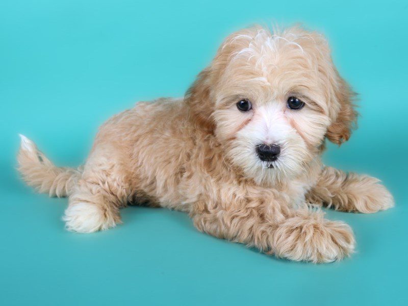 [#15111] Cream Male Lhasapoo Puppies For Sale #2