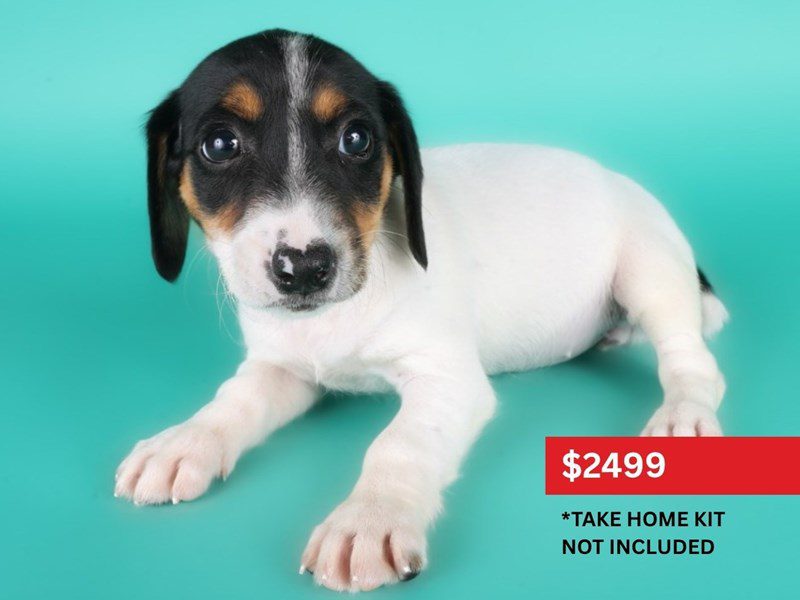 [#15073] Black White / Tan Female Jack Russell Terrier Puppies For Sale #4