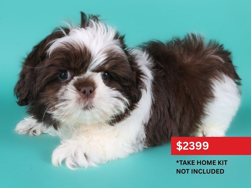 Shih Tzu in Ashburn, VA