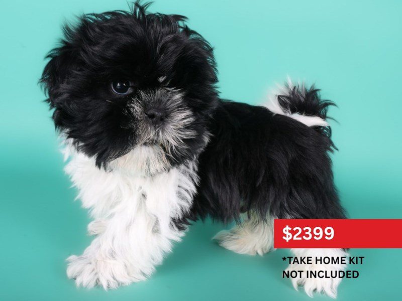 [#15044] Black & White Male Shih Tzu Puppies For Sale #3