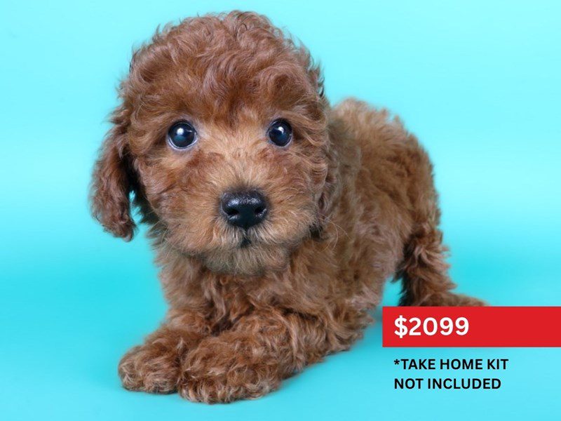 Miniature Poodle in Ashburn, VA
