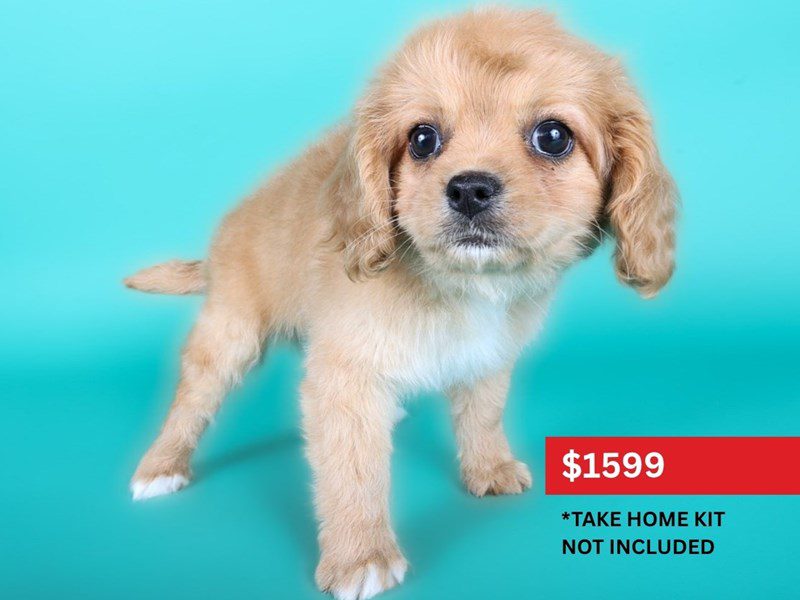 Cavapoo in Burke, VA