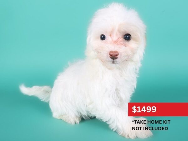Maltipoo