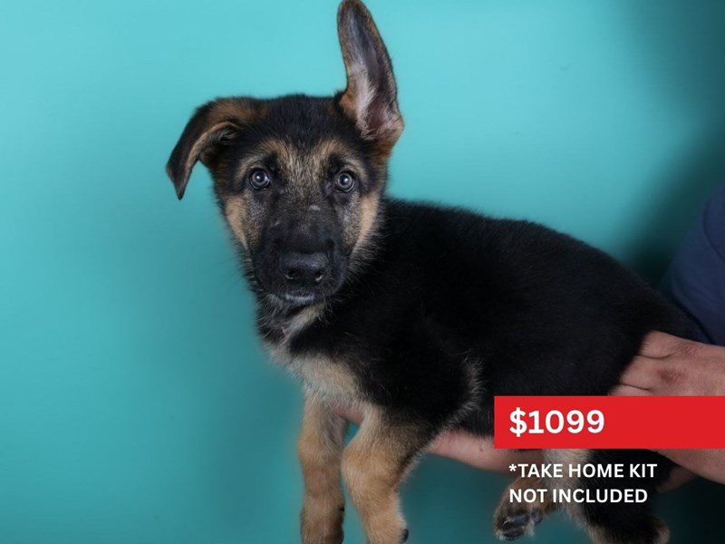 [#15048] Black / Tan Male German Shepherd Dog Puppies For Sale #4