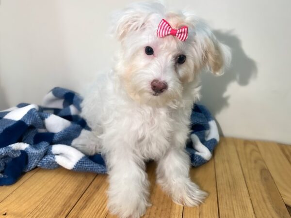 Maltipoo