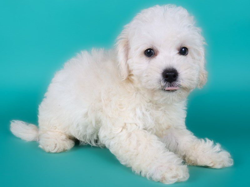 Poochon-Dog-Female-Cream-5122482-XO PUPS