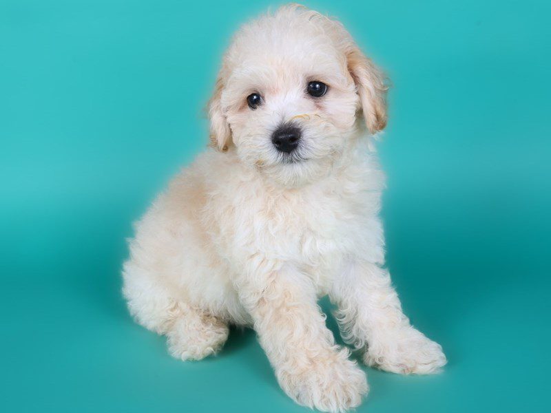 [#15113] Cream Male Poochon Puppies For Sale #2