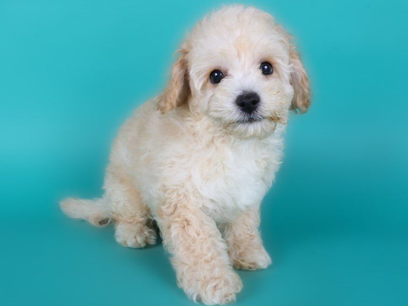 [#15114] Cream Male Poochon Puppies For Sale #2
