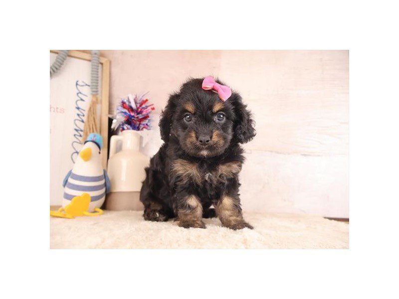 [#15115] Black Female Cavapoo Puppies For Sale #2