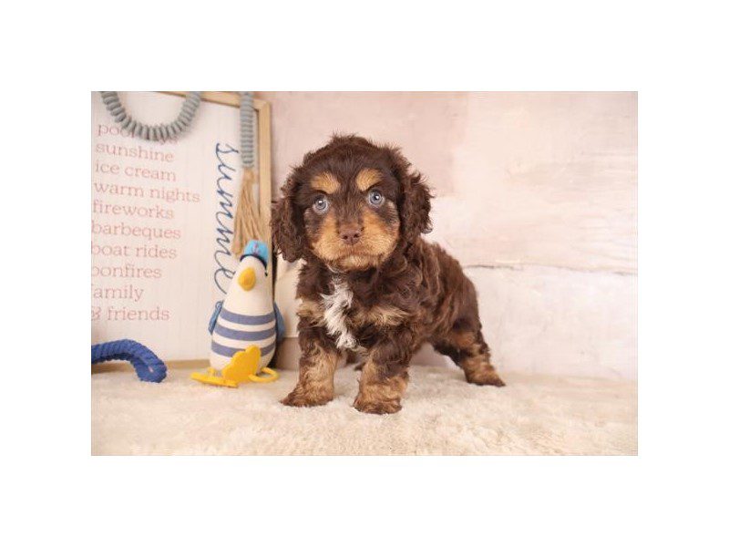 [#15116] Chocolate Male Cavapoo Puppies For Sale #2