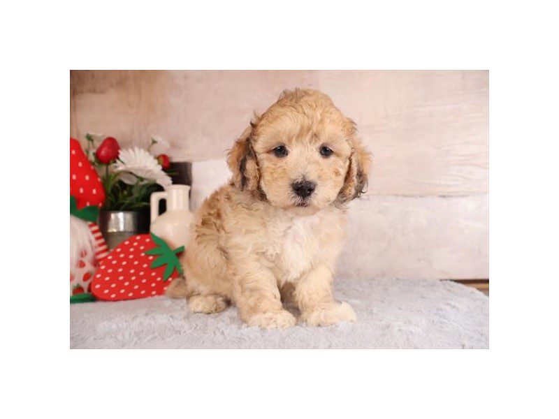 [#15117] Chocolate Merle Male Maltipoo Puppies For Sale #2