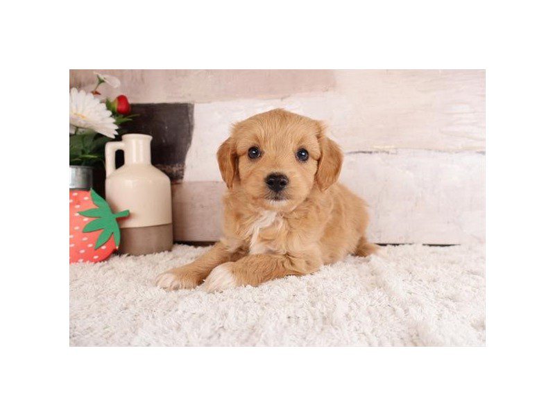 [#15118] Apricot Male Aussiepoo Puppies For Sale #2