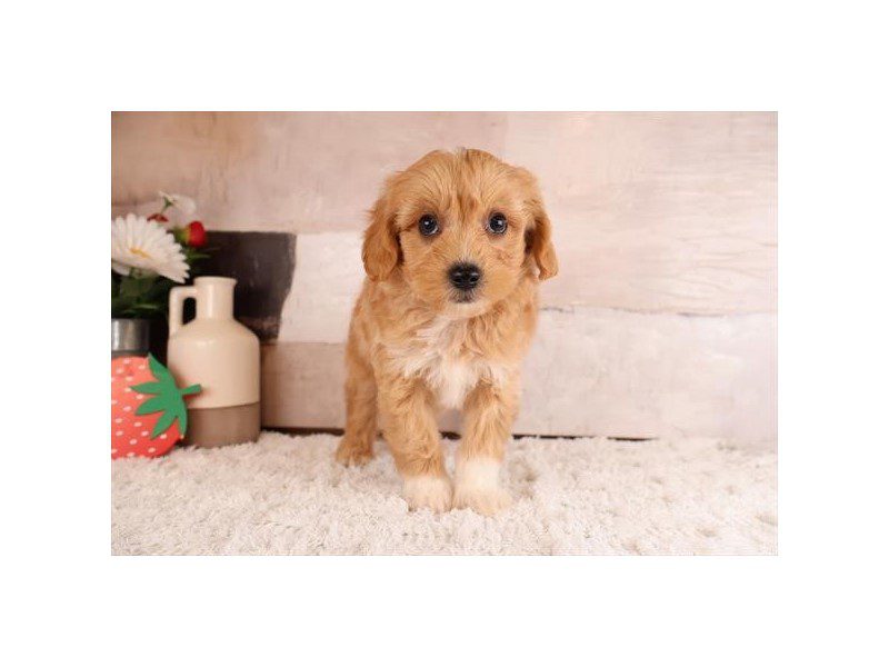 [#15119] Apricot Male Aussiepoo Puppies For Sale #2