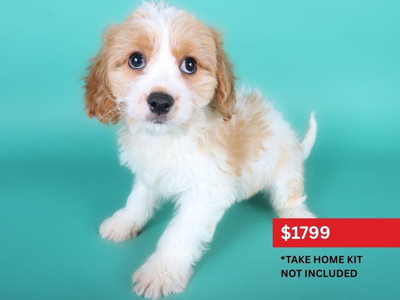 [#15057] White & Apricot Female Cavachon Puppies For Sale #3
