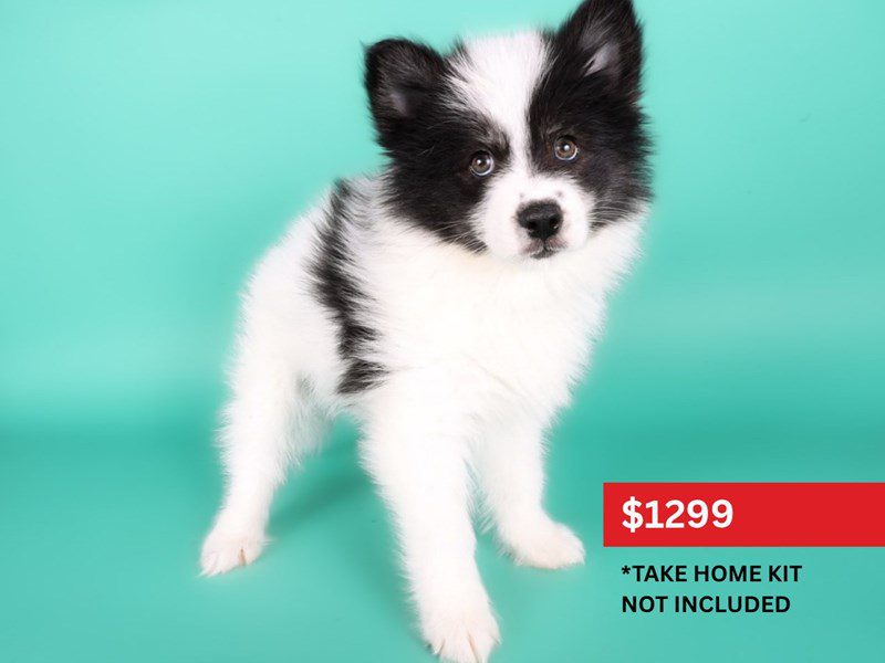 [#15020] Black / White Male Pomsky Puppies For Sale #4