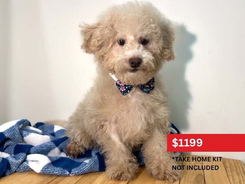 [#15060] Apricot Male Maltipoo Puppies For Sale #5