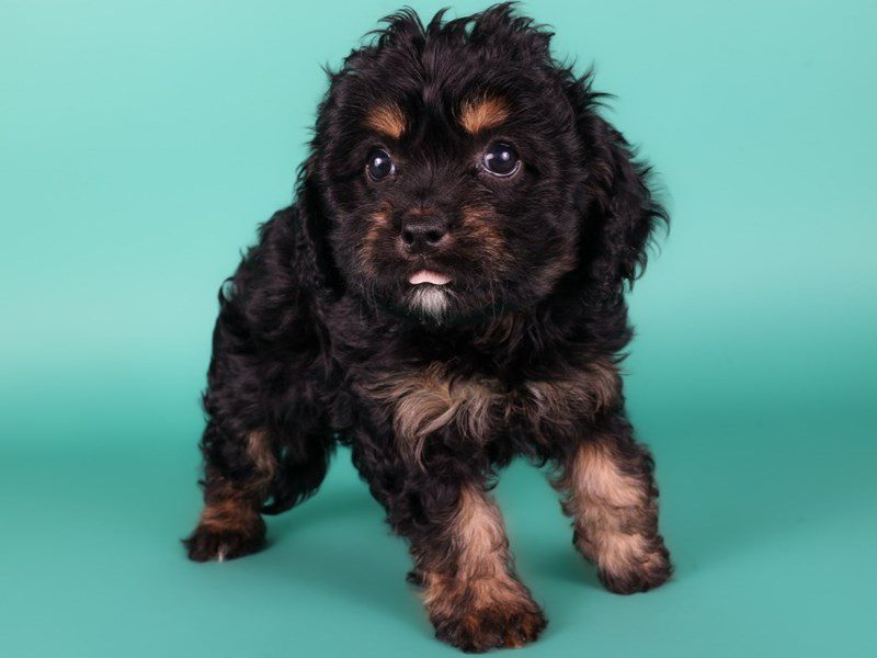 Cavapoo in Burke, VA