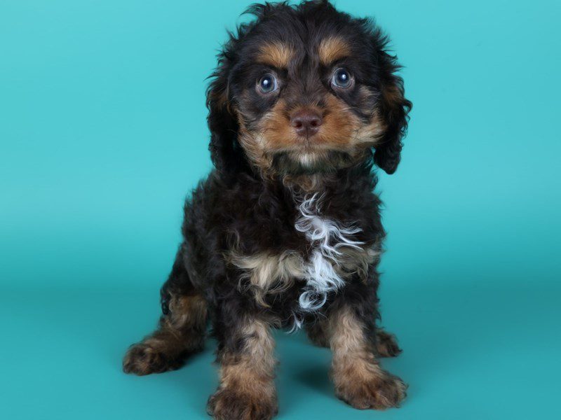 Cavapoo-Dog-Male-Chocolate-5122855-XO PUPS