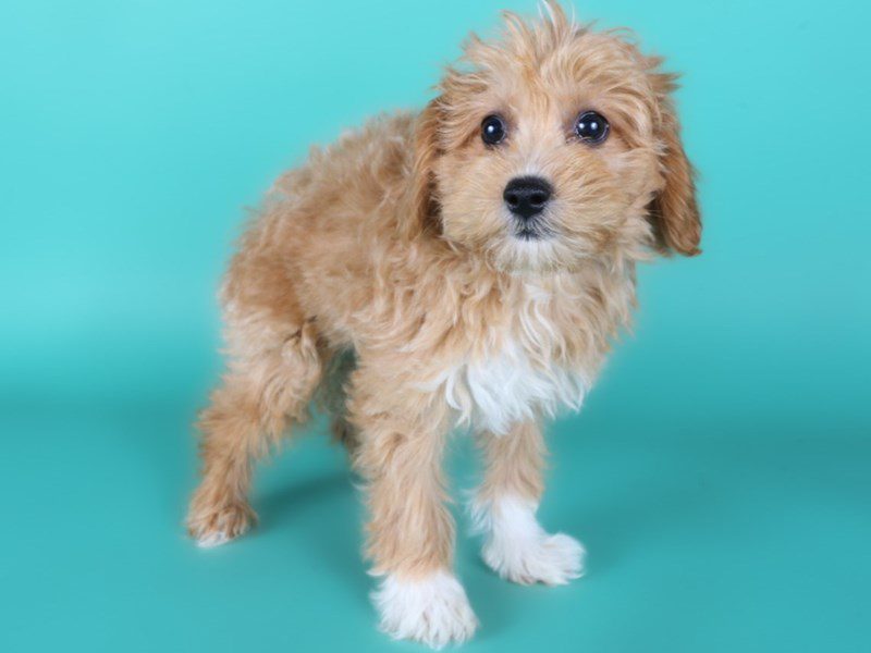 Aussiepoo-Dog-Male-Apricot-5122858-XO PUPS