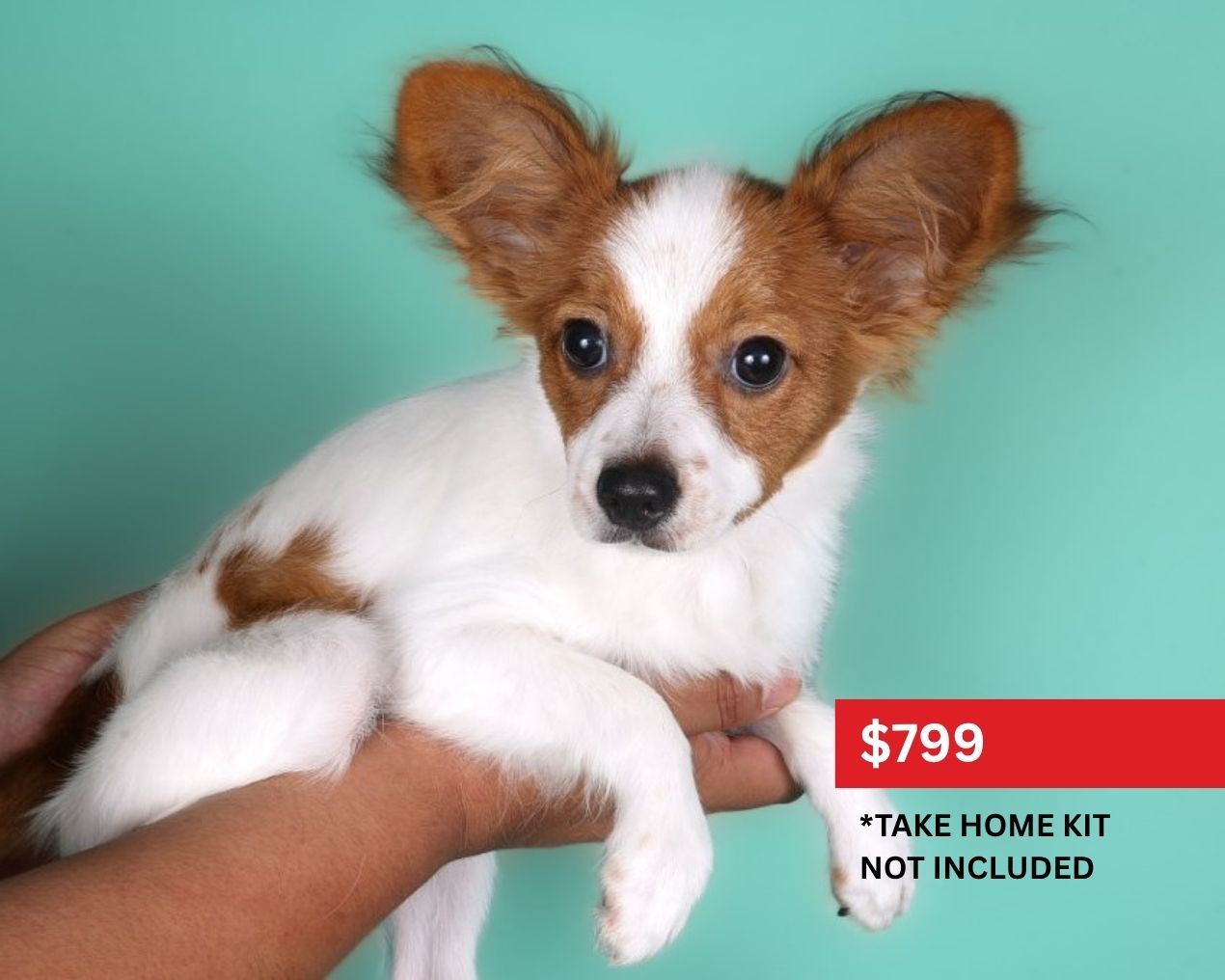 Papillon-Dog-Male-Sable & White-5119450-XO PUPS
