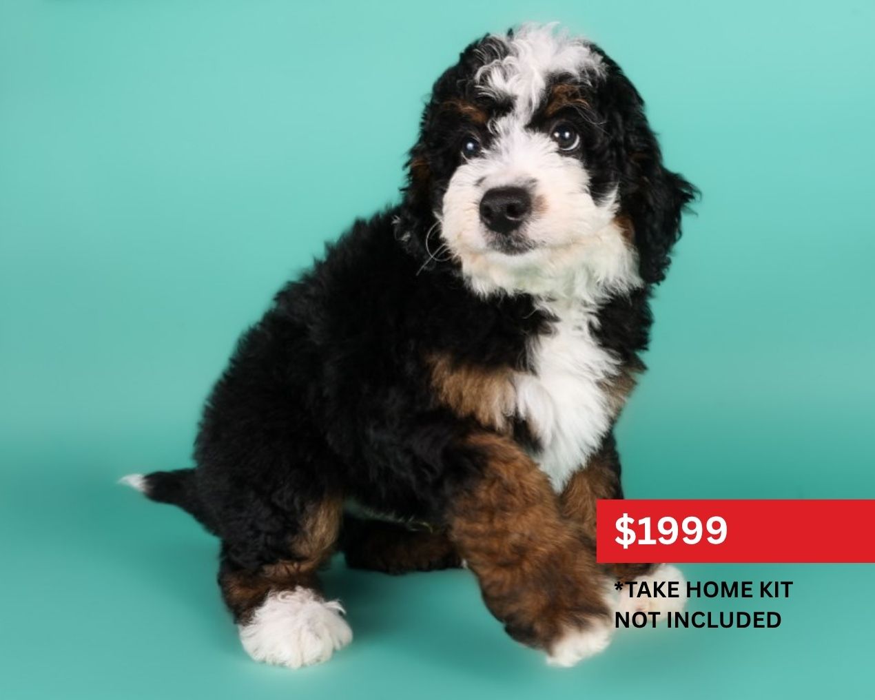 Miniature Bernedoodle-Dog-Male-Tri-Colored-5119970-XO PUPS