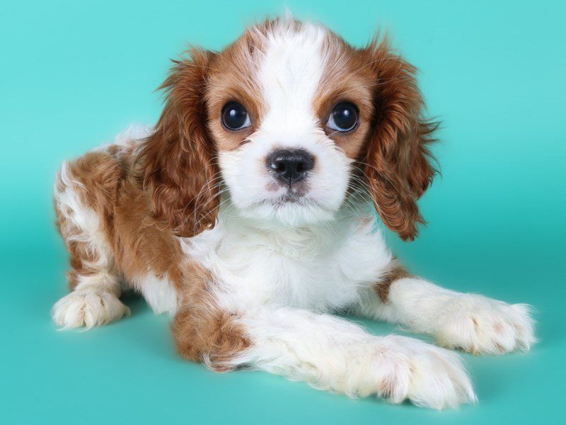 [#15123] Blenheim Male Cavalier King Charles Spaniel Puppies For Sale #2