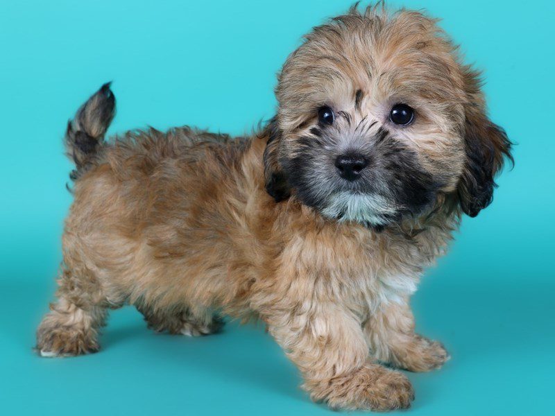 Lhasapoo-Dog-Female-Red-5123942-XO PUPS