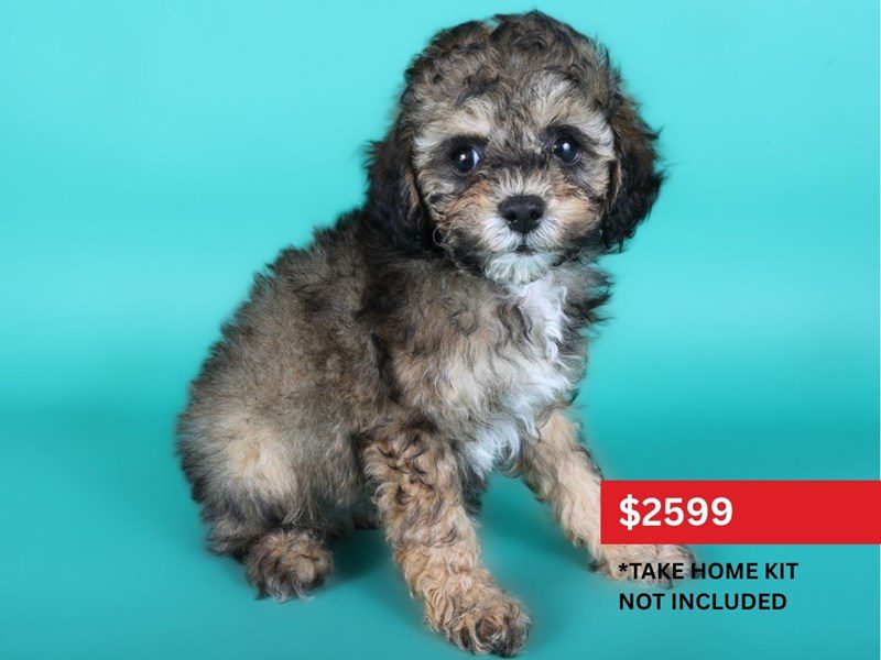 [#15095] Red Sable Male Toy Poodle Puppies For Sale #3