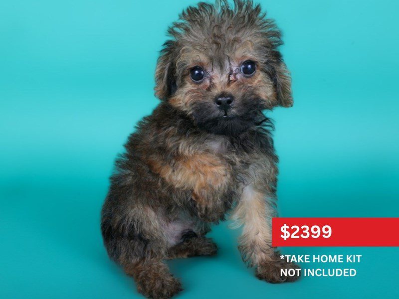 [#15090] Red Sable Male Yorkiepoo Puppies For Sale #4