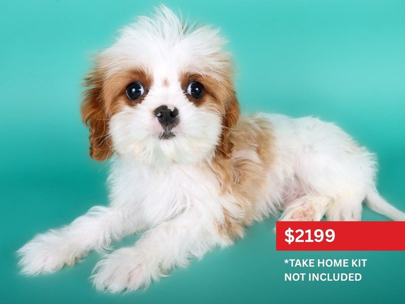 [#15086] Red / White Male Cavapoo Puppies For Sale #4