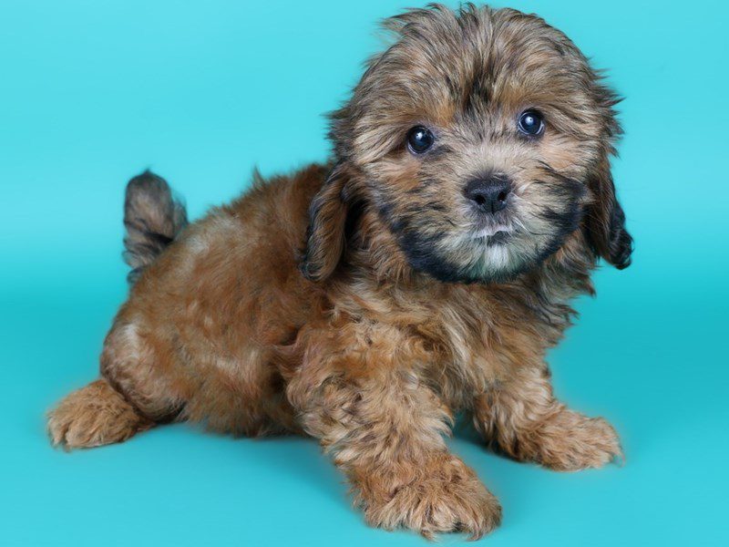 Shihpoo-Dog-Female-Red-5125211-XO PUPS