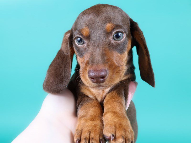 Miniature Dachshund in Ashburn, VA