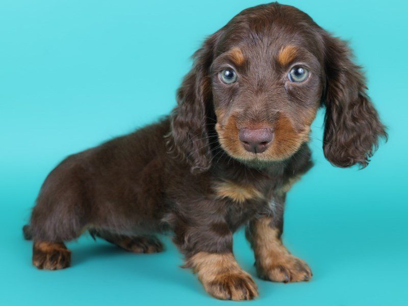 Miniature Dachshund-Dog-Female-Chocolate & Tan-5125209-XO PUPS