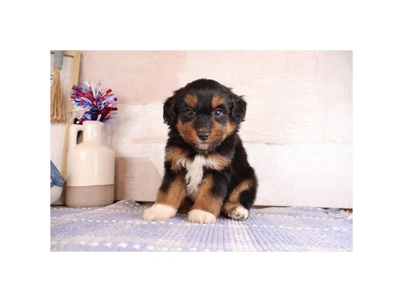 [#15128] Tri-Colored Male Aussiepoo Puppies For Sale #2